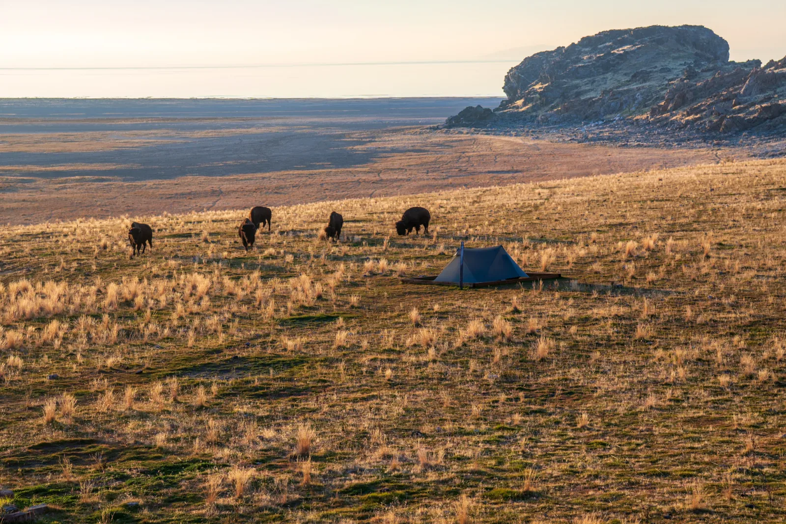 Bison by my tent