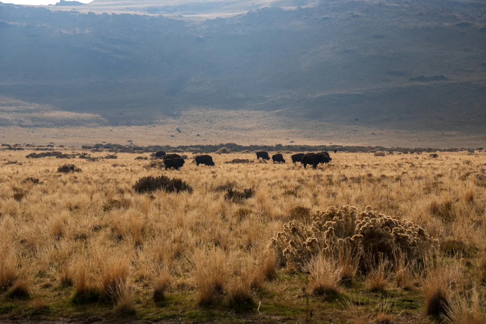 Bison up close